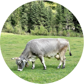 cow